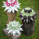 Starburst cacti in various colours