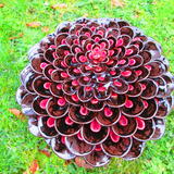 chocolate and cherry pompom