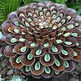 chocolate and lime pompom