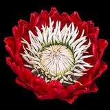 Red Protea