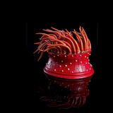 Strawberry sea anemone