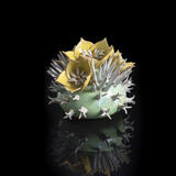 Yellow Rose of Texas