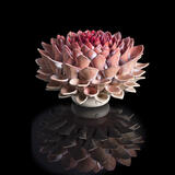 Mini pink ombre pompom