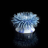 Long tentacle anemone