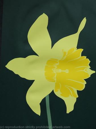 Daffodil 