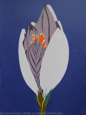 Dark Crocus