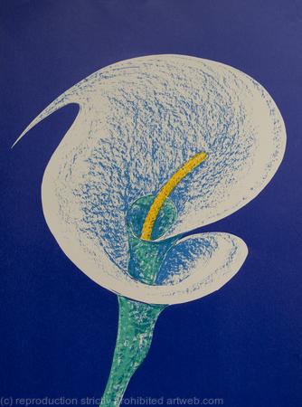 Arum Lilly