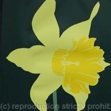 Daffodil 