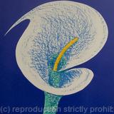Arum Lilly