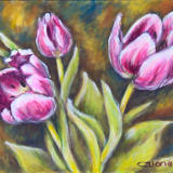 Pink Tulips