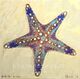 Estrella de mar 