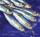 Muchas sardinas 