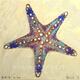 Estrella de mar 