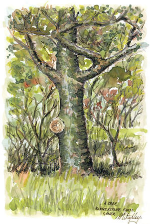 Tree at Kennexstone Farm