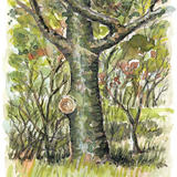 Tree at Kennexstone Farm