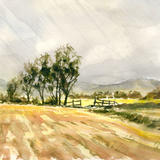 Corn Field on a Rainy Day