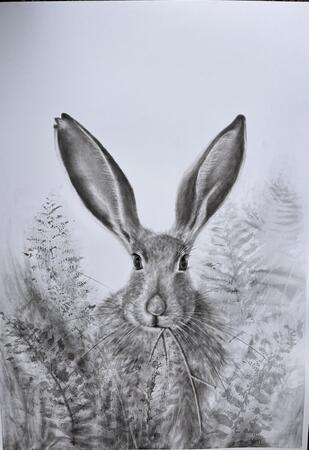 Hare hiding in the foliage. 