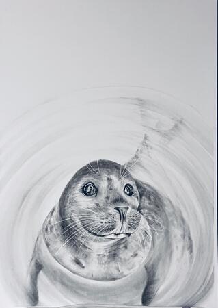 Curious seal!