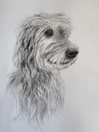 German Wolfhound portrait