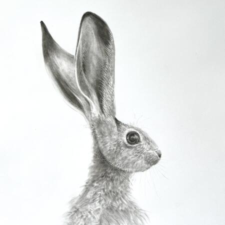 Hare study 1.
