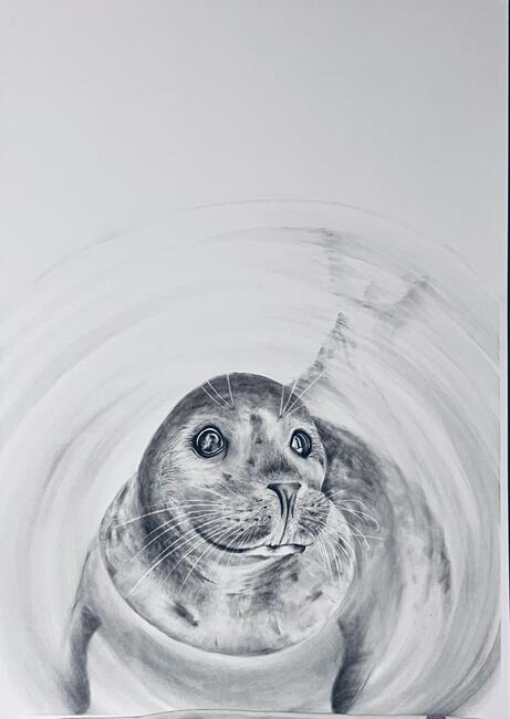 Curious seal!