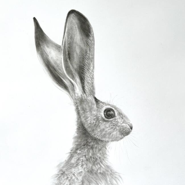 Hare study 1.