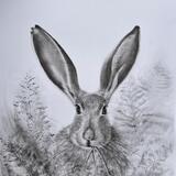 Hare hiding in the foliage. 