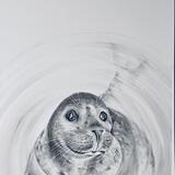Curious seal!