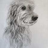 German Wolfhound portrait