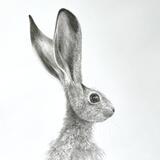 Hare study 1.