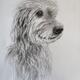 German Wolfhound portrait