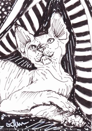 'Wrinkles and Stripes'