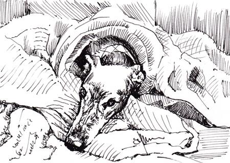 'Snug as a Bug in a Rug'