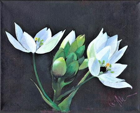 'Star of Bethlehem Study'