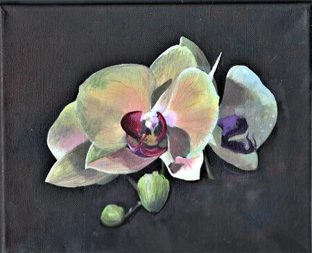 Orchid 1