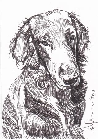 'Jess' Flatcoated Retriever