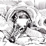 'Snug as a Bug in a Rug'