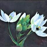 'Star of Bethlehem Study'