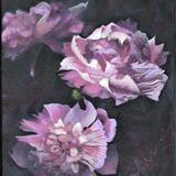 'Floral Study in Pinks'