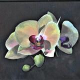 Orchid 1