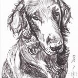 'Jess' Flatcoated Retriever