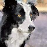 Every Word - border collie portrait