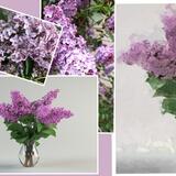 Annie's Lilacs