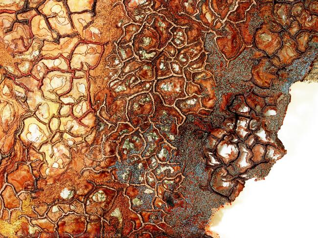 Drought of Honesty detail