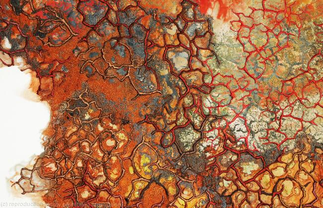 Drought of Honesty detail