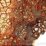 Drought of Honesty detail