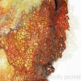 Drought of Honesty Edge