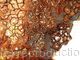 Drought of Honesty detail