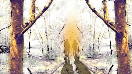 Shadows in the Light Forest