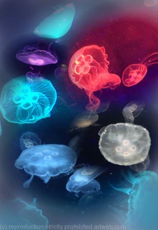 Jellyfish